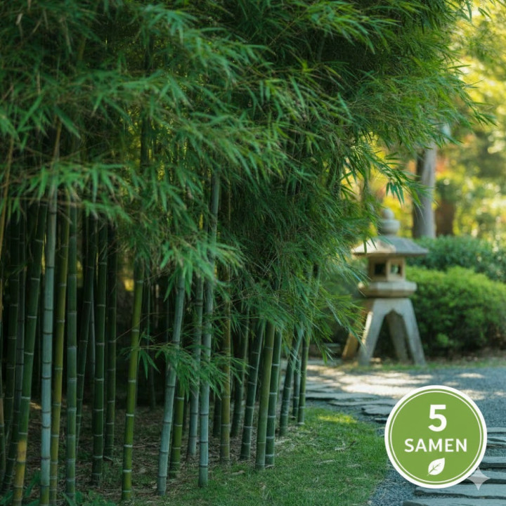 Bambus Mrozoodporny Phyllostachys Pubescens 5 nasion